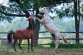 Horses in fight