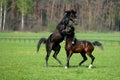 Horses fighting Royalty Free Stock Photo