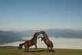 Horses fighting Royalty Free Stock Photo