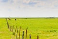 Horses in the Flint Hills