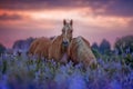 Horses in flowers field at sunrise Royalty Free Stock Photo