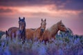 Horses in flowers field at sunrise Royalty Free Stock Photo