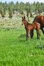 Horses with a foal grazing on the grass with blooming anemones, Israel in the spring