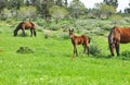 Horses with a foal grazing on the grass with blooming anemones, Israel in the spring