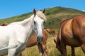 Horses with a foal walking in the mountains on a meadow on a warm summer day. Natural background Royalty Free Stock Photo