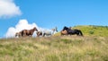 Horses with a foal walking in the mountains on a meadow on a warm summer day. Natural background Royalty Free Stock Photo