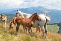 Horses with a foal walking in the mountains on a meadow on a warm summer day. Natural background Royalty Free Stock Photo