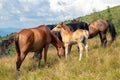 Horses with a foal walking in the mountains on a meadow on a warm summer day. Natural background Royalty Free Stock Photo