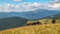 Horses with a foal walking in the mountains on a meadow on a warm summer day. Natural background Royalty Free Stock Photo