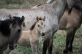 Horses with foal in wildlife Royalty Free Stock Photo