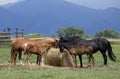 Horses and foals Royalty Free Stock Photo