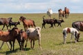 Horses with foals, cows with calves graze on a summer meadow Royalty Free Stock Photo