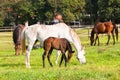 Horses Foals Farm Royalty Free Stock Photo