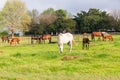 Horses Foals Farm Royalty Free Stock Photo