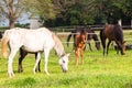 Horses Foals Farm Royalty Free Stock Photo