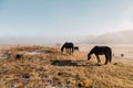 Horses and foals graze at dawn in the meadow. Natural habitat of wild animals. Dawn of the pasture in the fog. Sunny pasture dawn