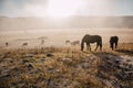 Horses and foals graze at dawn in the meadow. Natural habitat of wild animals. Dawn of the pasture in the fog. Sunny pasture dawn