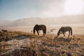 Horses and foals graze at dawn in the meadow. Natural habitat of wild animals. Dawn of the pasture in the fog. Sunny pasture dawn