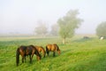 Horses and foals graze on a green meadow in the early morning on a summer day Royalty Free Stock Photo