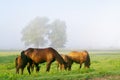 Horses and foals graze on a green meadow in the early morning on a summer day