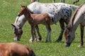 Horses with foals graze on green pasture.