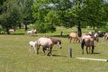 Horses with foals graze on green pasture. Bashkiria