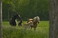 Horses and foals in a meadow