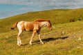 Horses and foals in the mountains, Central Balkan National Park in Bulgaria, Stara Planina. Beautiful horses in the nature on top