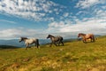 Horses and foals in the mountains, Central Balkan National Park in Bulgaria, Stara Planina. Beautiful horses in the nature on top