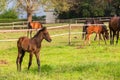 Horses Foals Royalty Free Stock Photo