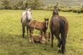 Horses and Foals Royalty Free Stock Photo