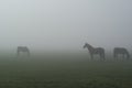 Horses in fog.