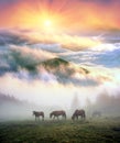 Horses in the fog at dawn Royalty Free Stock Photo