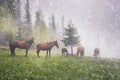 Horses in the fog at dawn Royalty Free Stock Photo