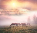 Horses in the fog at dawn Royalty Free Stock Photo