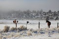 Horses in a Foggy Winter Field