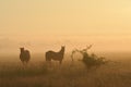 Horses in a foggy field