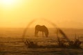 Horses in a foggy landscape at sunrise