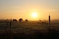 Horses in a foggy landscape at sunrise