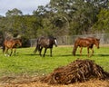 Horses following the leader