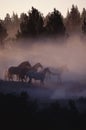 Horses in the forest