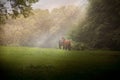 Horses in the deep forest