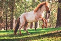 Horse in a forest at misty sunrise. Wild mountain horses.