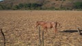 The horses are free in the countryside surrounded by mountains in the magical town of Mascota Jalisco.