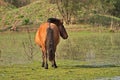 Horses free on a field in Argentina