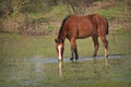 Horses free on a field in Argentina