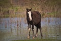 Horses free on a field in Argentina