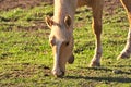 Horses free on a field in Argentina