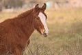 Horses free on a field in Argentina