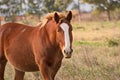 Horses free on a field in Argentina